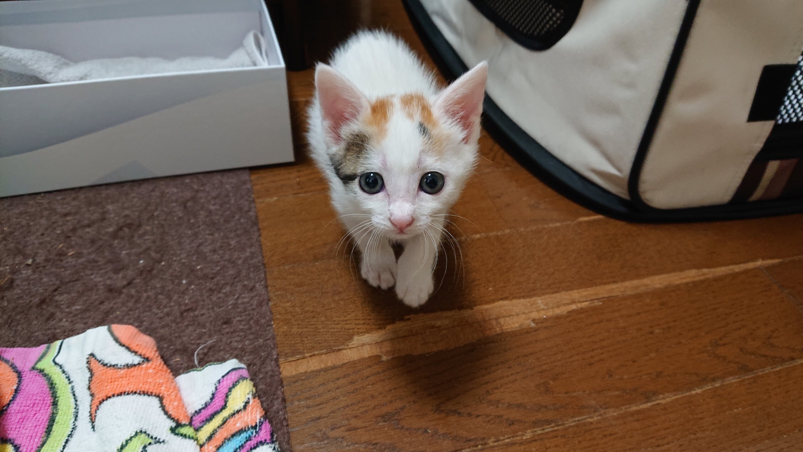 ふくふくころころ三毛にゃんのシュガーちゃん