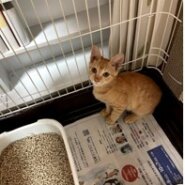 4ヶ月位の男の子