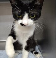 積極的で人見知りしない子。