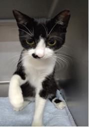 積極的で人見知りしない子。