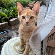 生後４か月前後の茶トラ子猫（男の子）