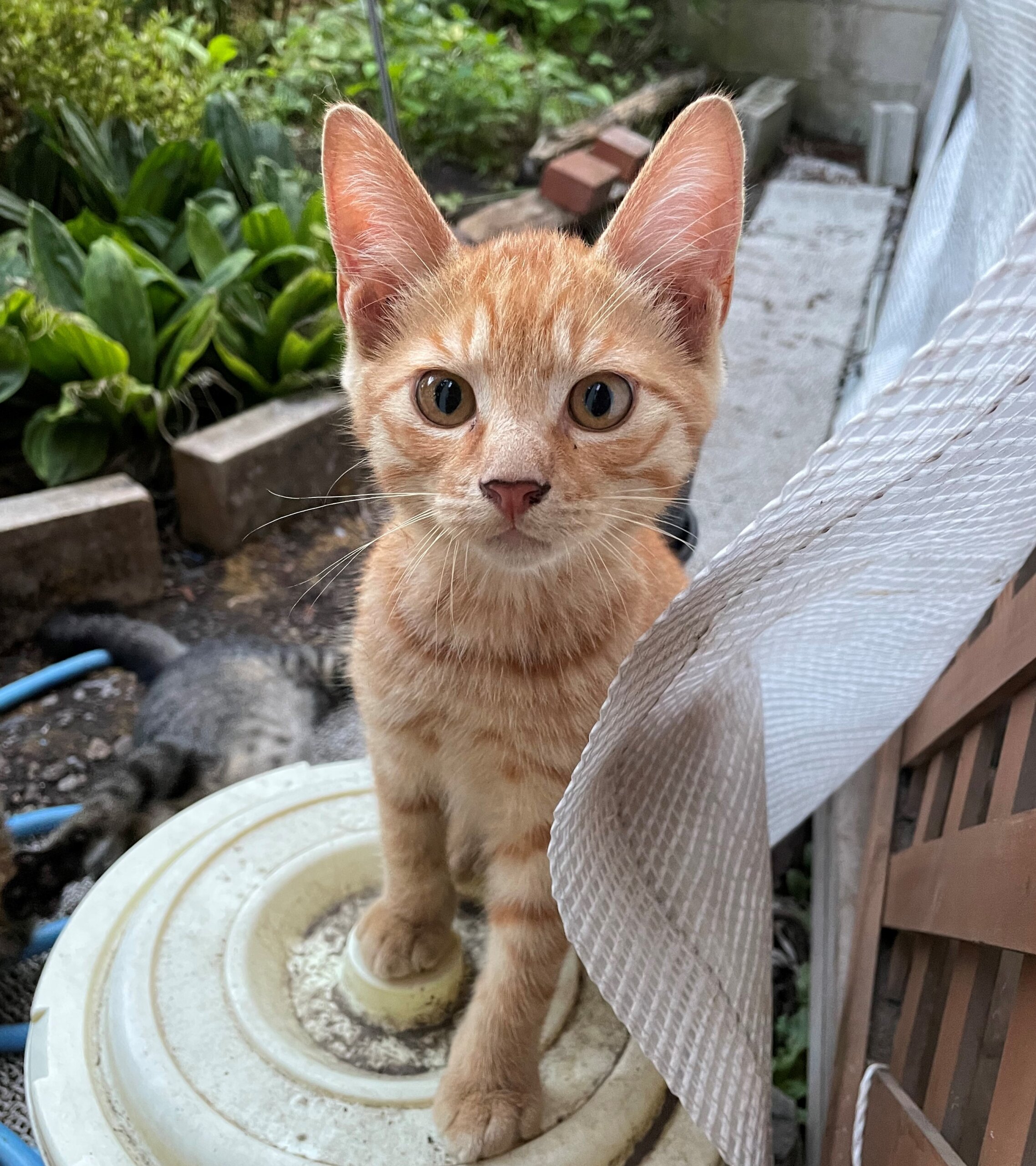 生後４か月前後の茶トラ子猫（男の子）