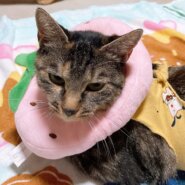 子猫３匹のお母さん猫（生後１年３ヶ月の女の子）