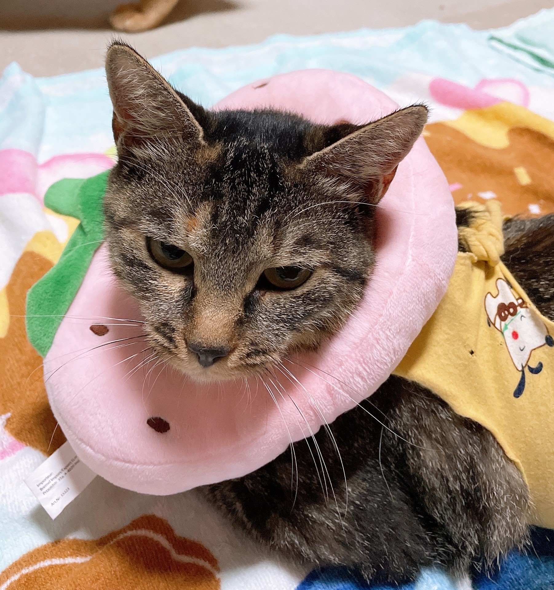 子猫３匹のお母さん猫（生後１年３ヶ月の女の子）