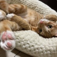 生後５ヶ月前後の茶トラ子猫（女の子）