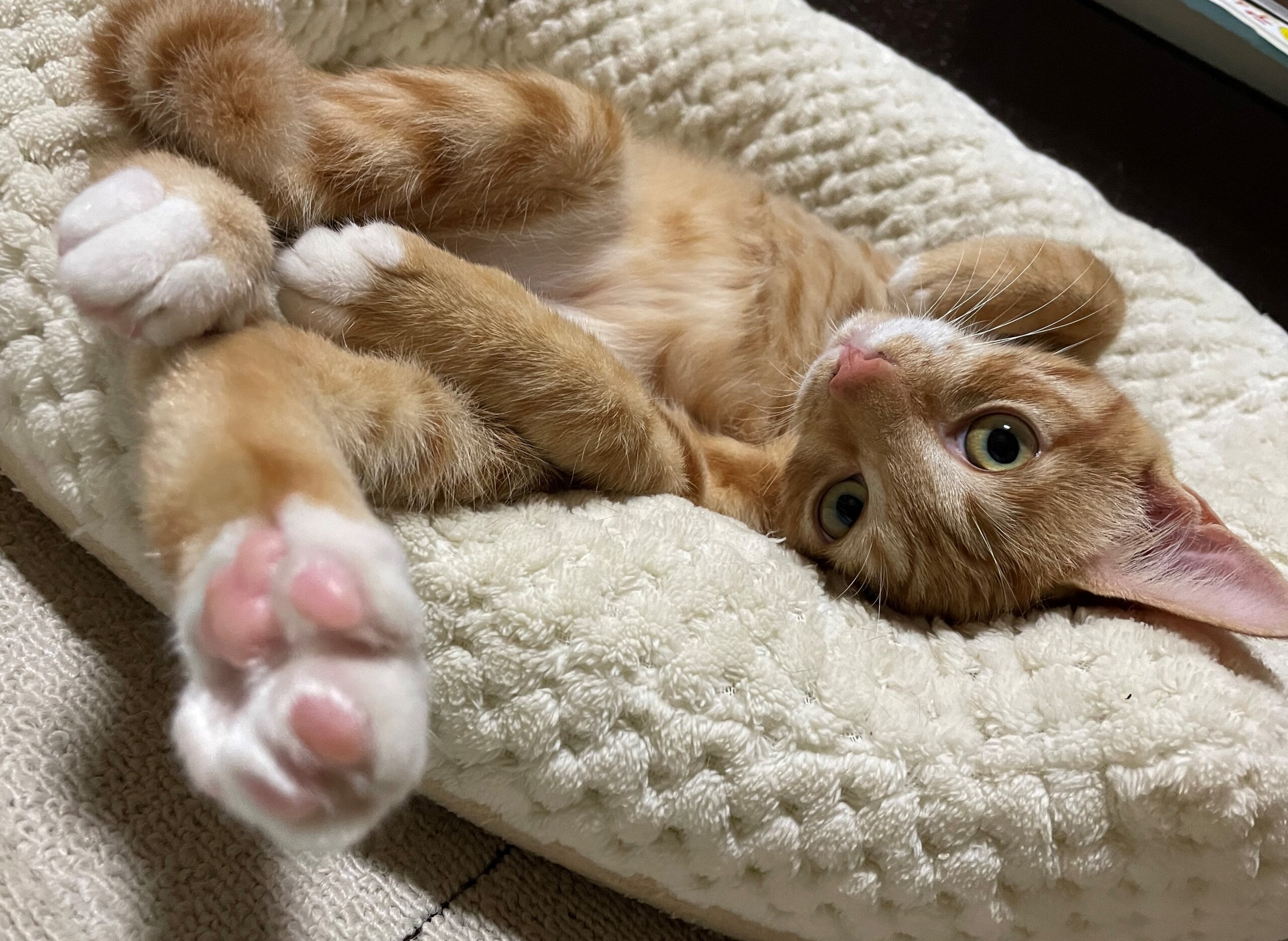 生後５ヶ月前後の茶トラ子猫（女の子）