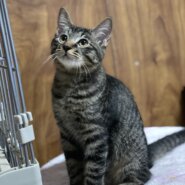 生後５ヶ月前後のトラ猫子猫（女の子）