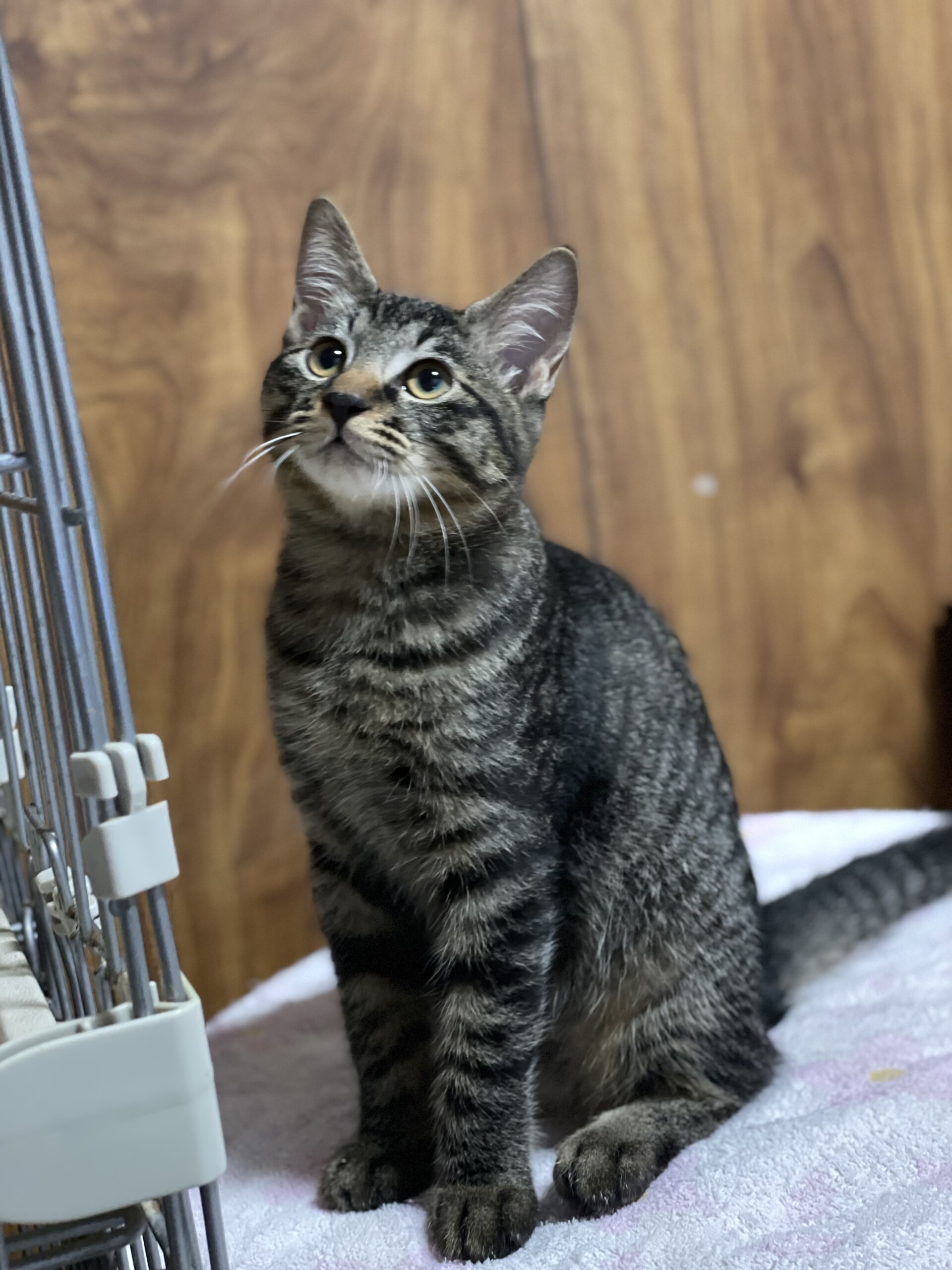 生後５ヶ月前後のトラ猫子猫（女の子）