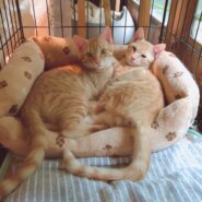 別場所で保護した子達