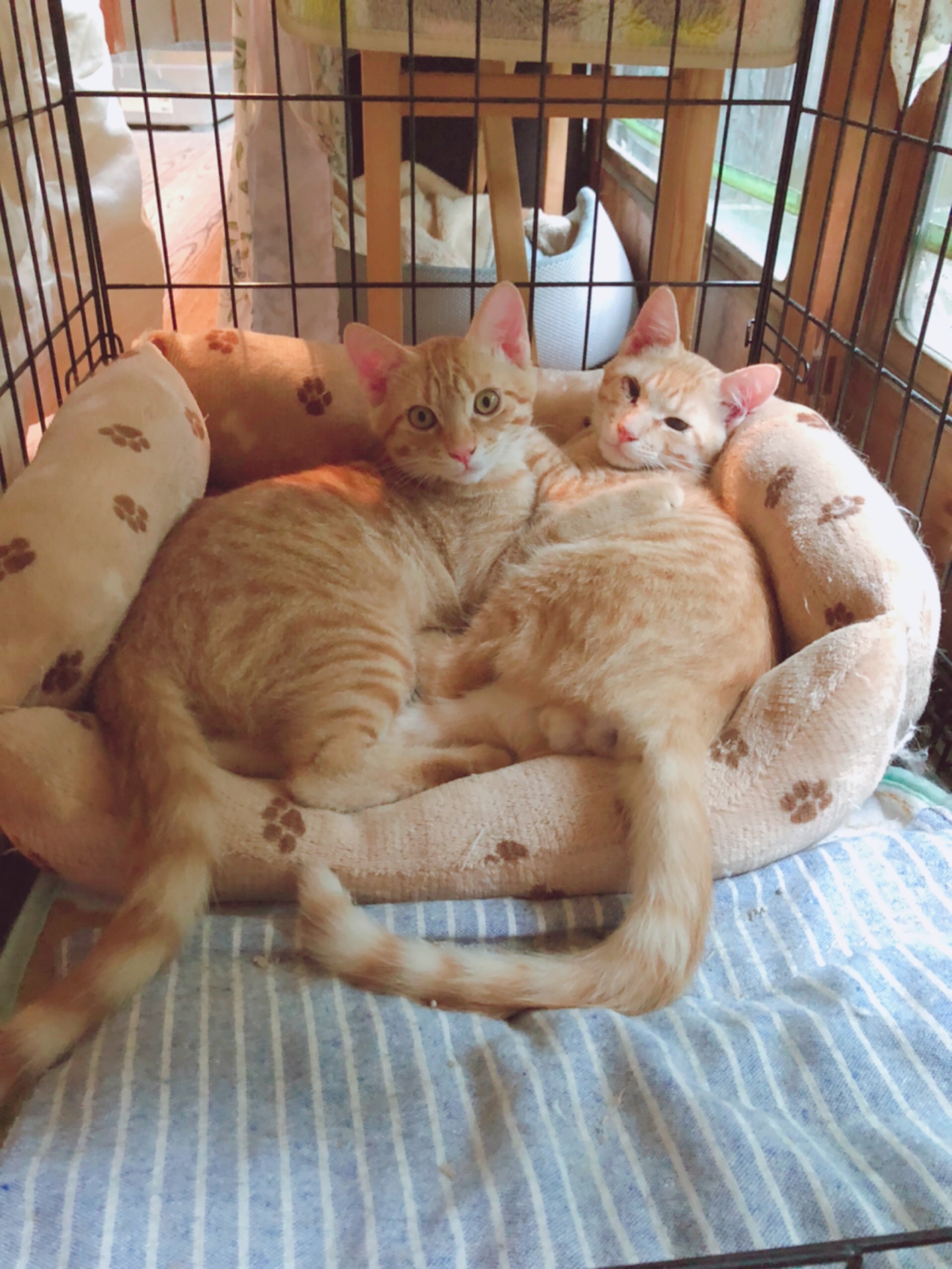 別場所で保護した子達