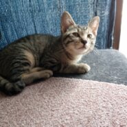 やんちゃだけど甘えん坊の女の子