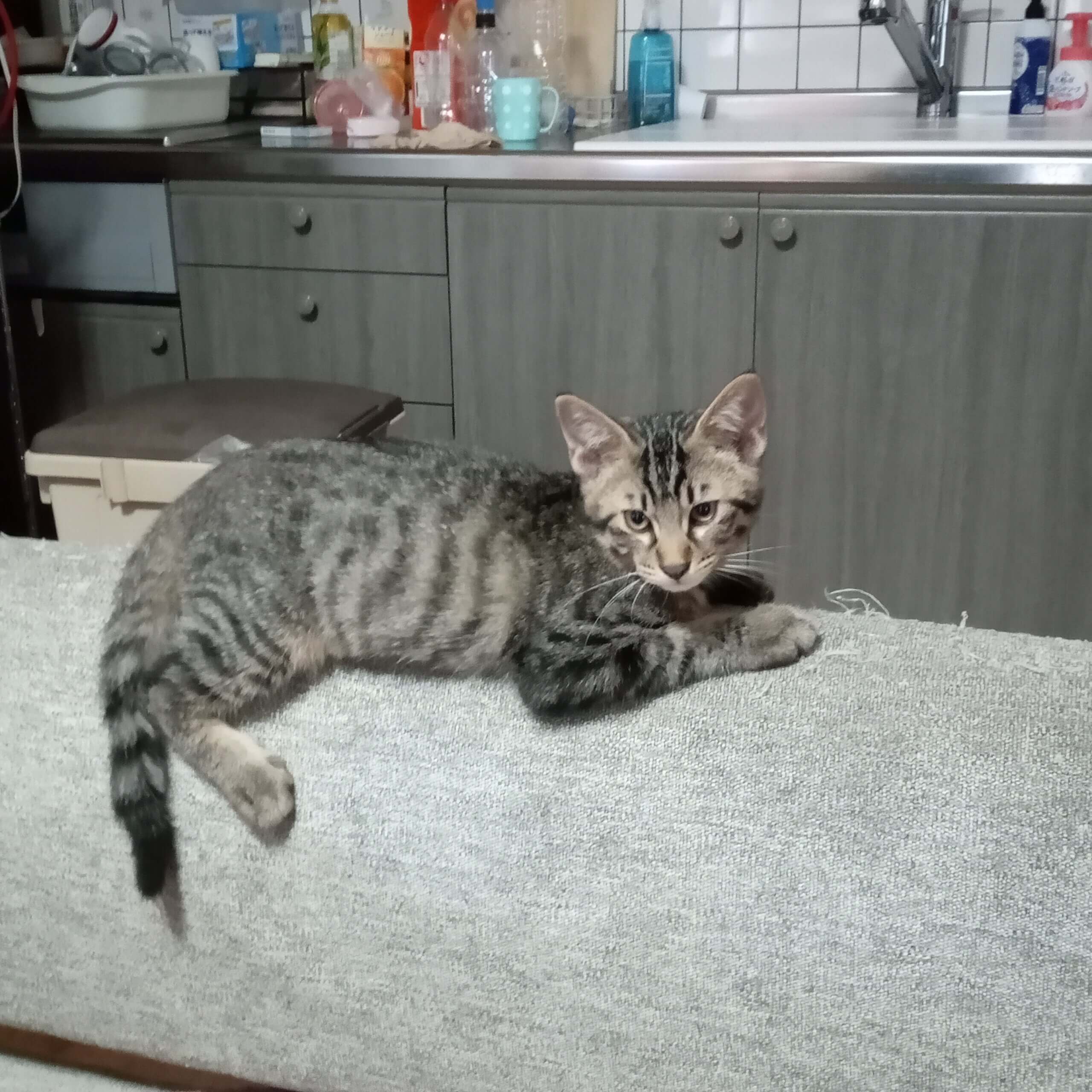 やんちゃ盛りの4ヶ月