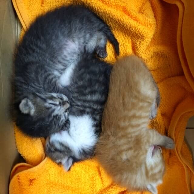 至急！ミルクボランティアさん！大阪市