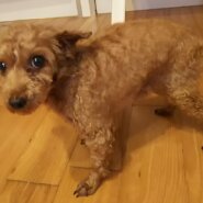 里親様きまりました。プードル