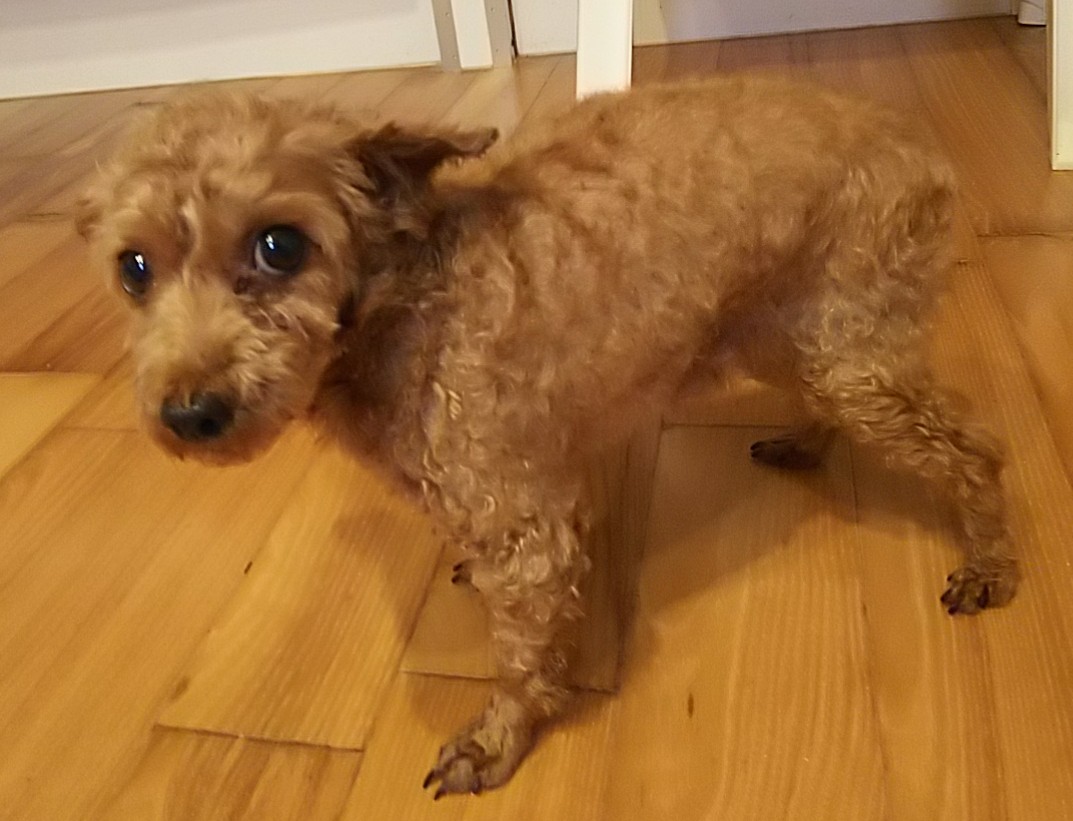 里親様きまりました。プードル