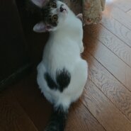 お顔も性格もかわいい人馴れ抜群のｼﾛｷｼﾞくん