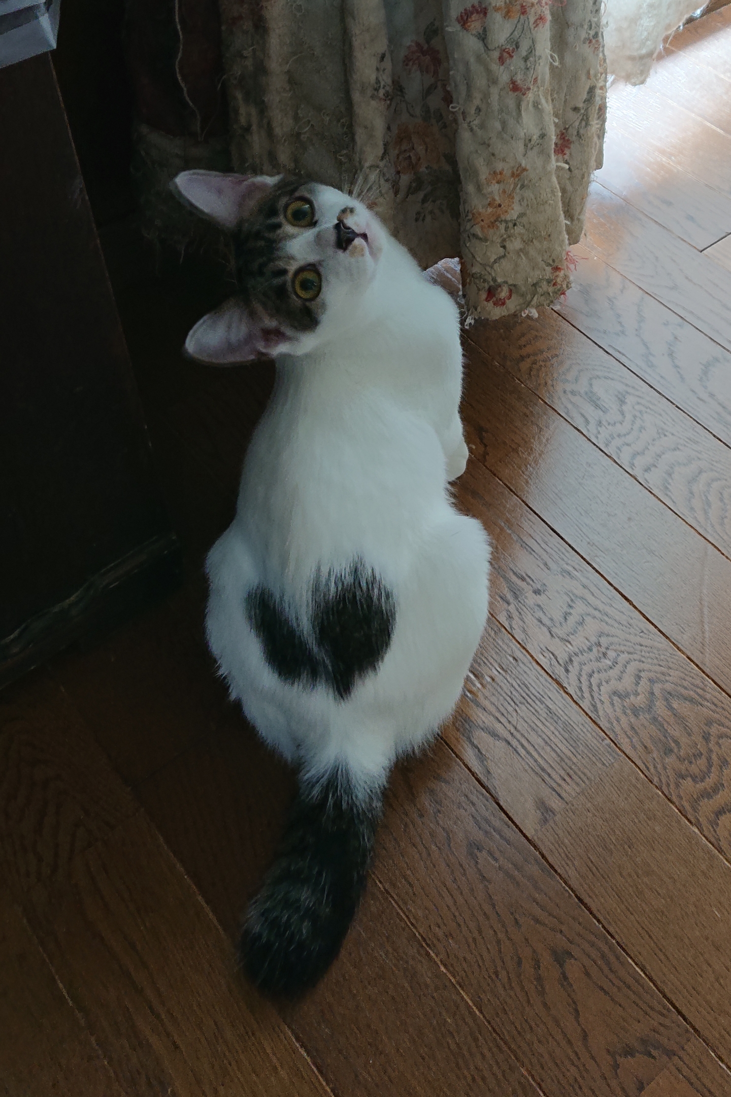 お顔も性格もかわいい人馴れ抜群のｼﾛｷｼﾞくん