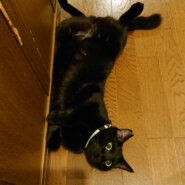 おちゃめな黒猫男の子アポロくん