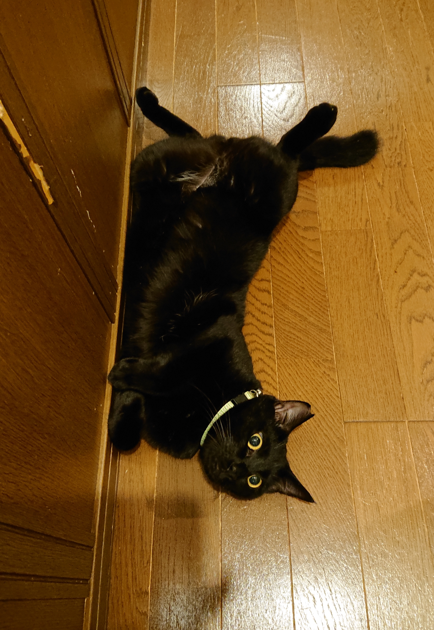 おちゃめな黒猫男の子アポロくん