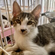 【保護猫】たいやき推定1歳♂キジ白