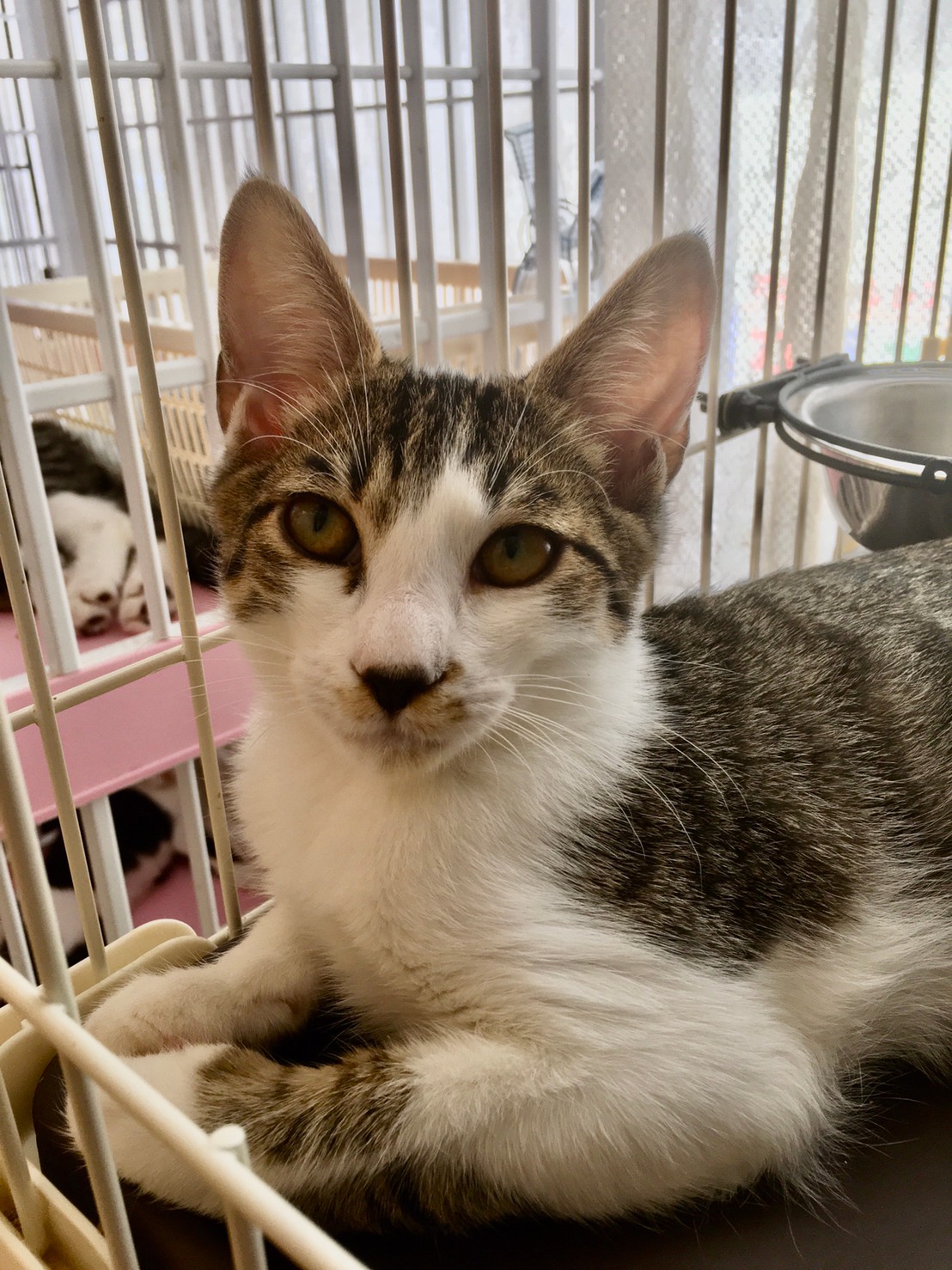 【保護猫】たいやき推定1歳♂キジ白