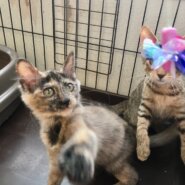 【保護猫】らん推定9ヶ月♀サビ