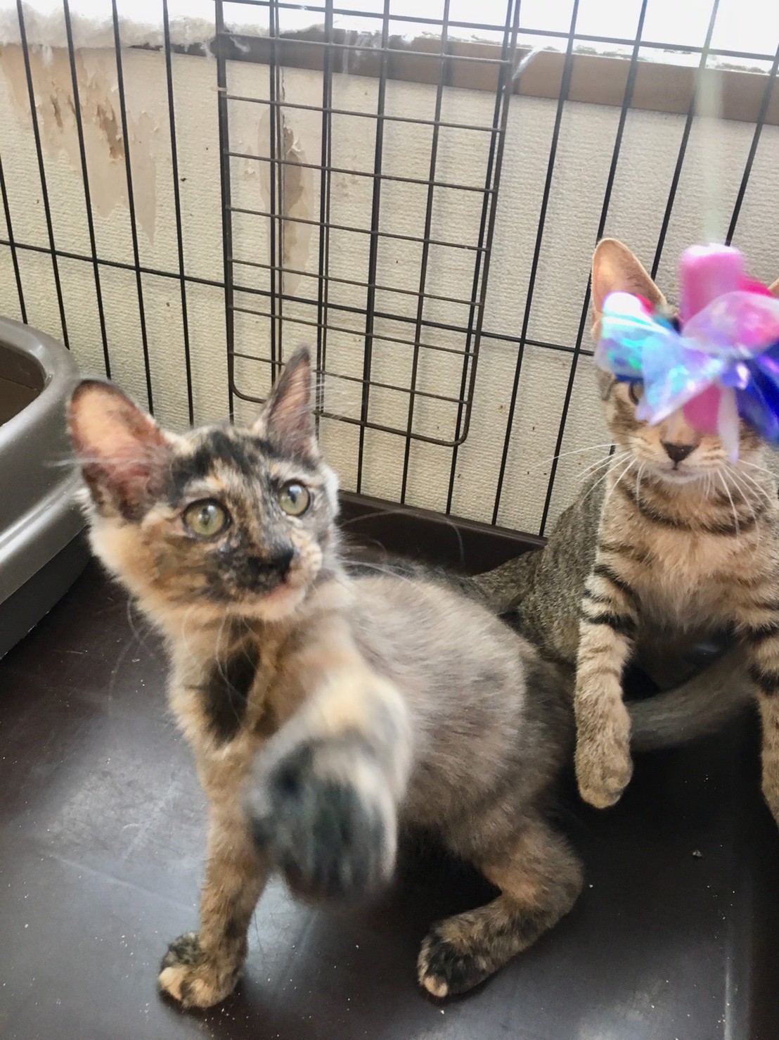 【保護猫】らん推定9ヶ月♀サビ