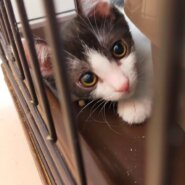 【保護猫】さら推定5ヶ月♂ハチワレ