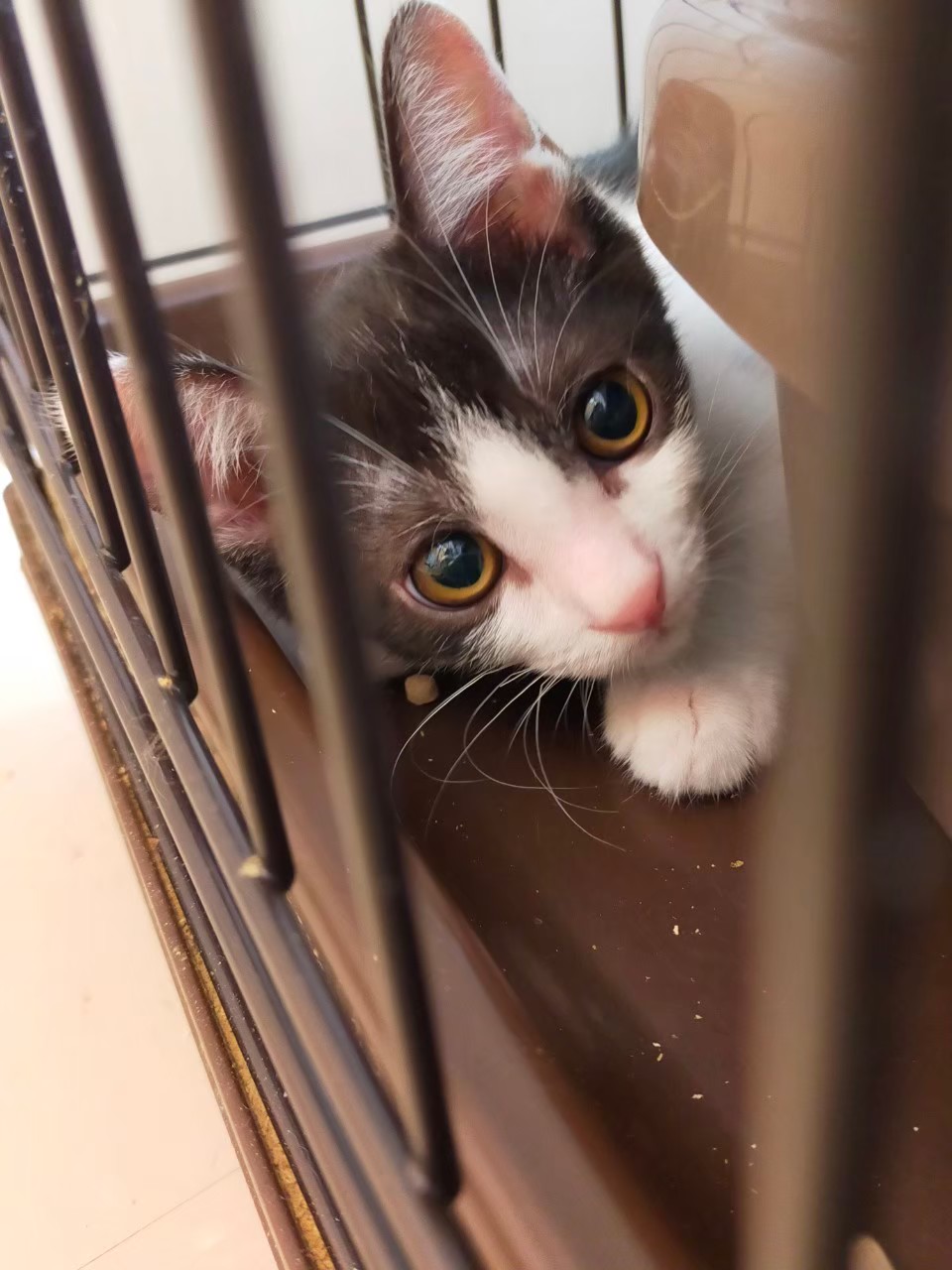 【保護猫】さら推定5ヶ月♂ハチワレ