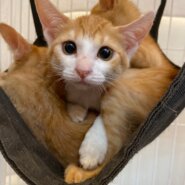 【保護猫】あーる推定3ヶ月♂茶白