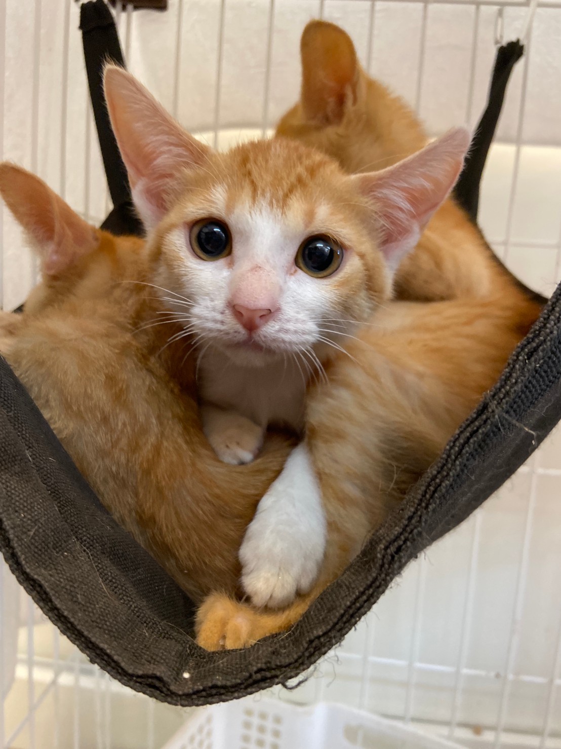 【保護猫】あーる推定3ヶ月♂茶白