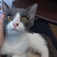 【保護猫】しらたま推定8ヶ月♀グレ白ハチワレ