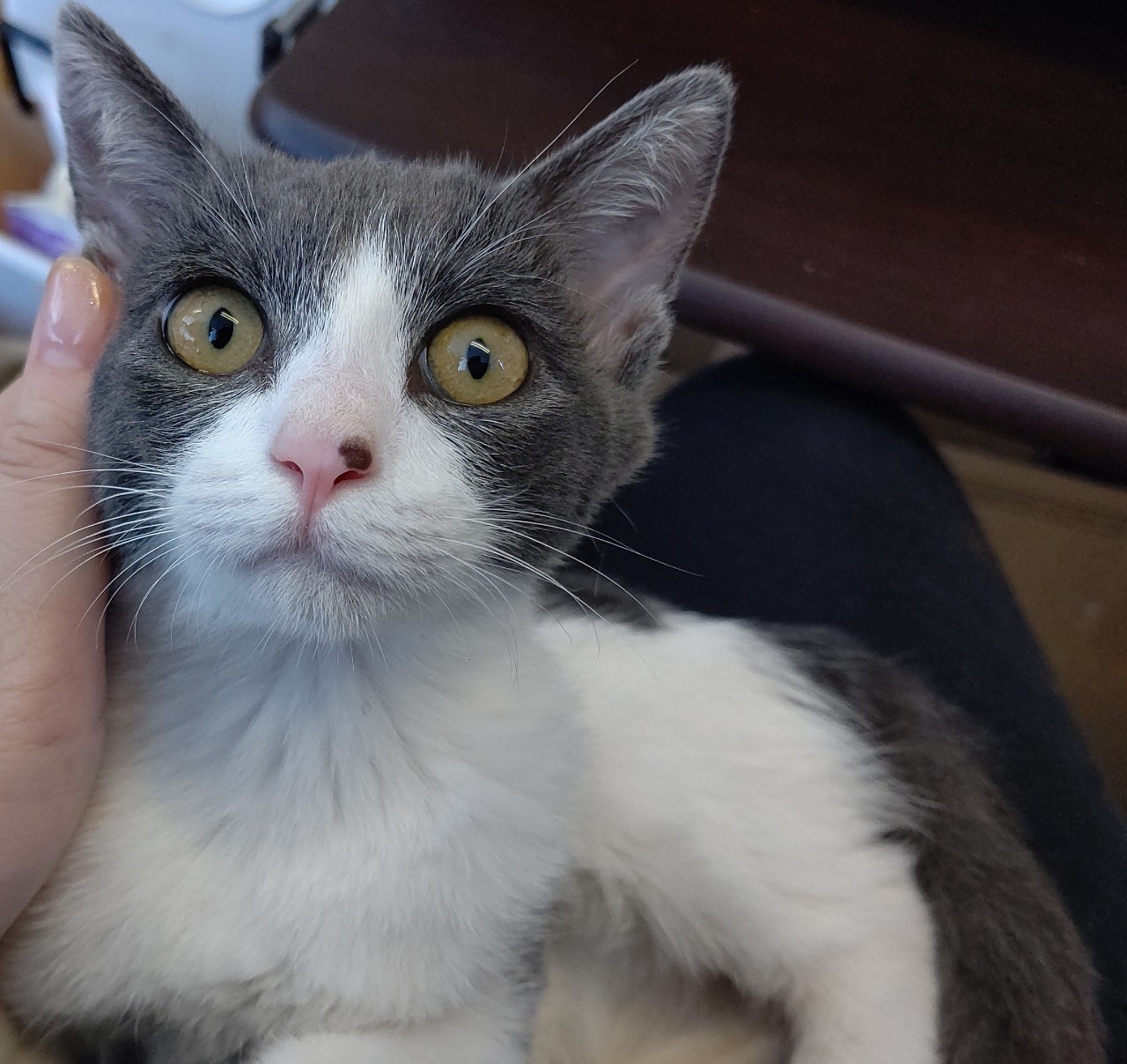 【保護猫】しらたま推定8ヶ月♀グレ白ハチワレ