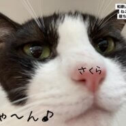 桜ちゃんは抱っこ出来る様になるまで、人馴れトレーニングを頑張りました！