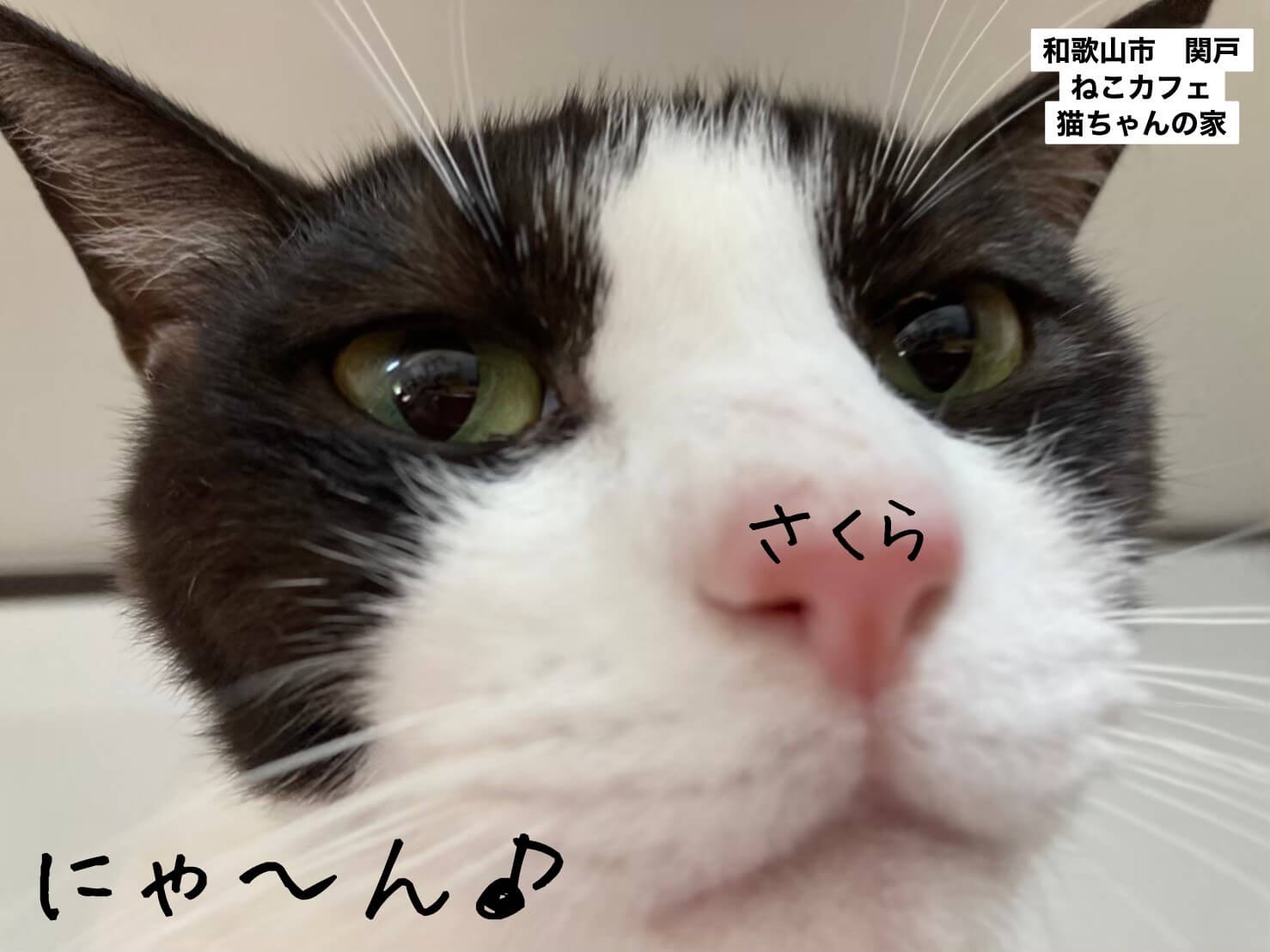 桜ちゃんは抱っこ出来る様になるまで、人馴れトレーニングを頑張りました！