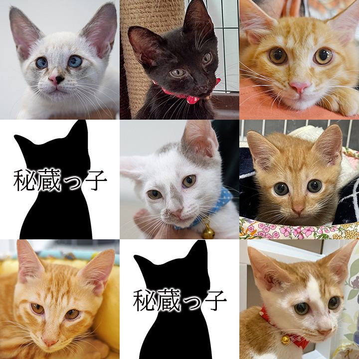 ★15匹の子猫♪愛知県みよし市