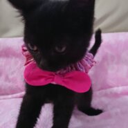 人が大好きな黒仔猫のスノちゃん！