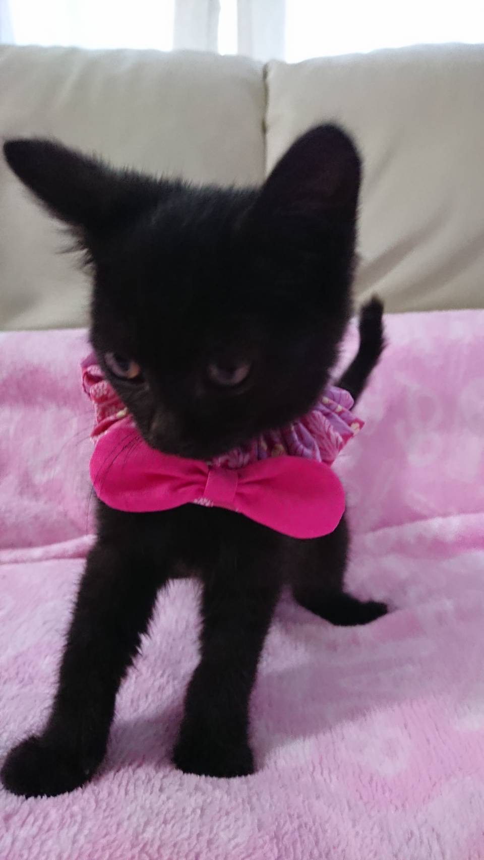 人が大好きな黒仔猫のスノちゃん！