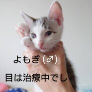 やんちゃな仔猫