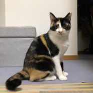 ●魅力的なボディーの三毛猫さん●