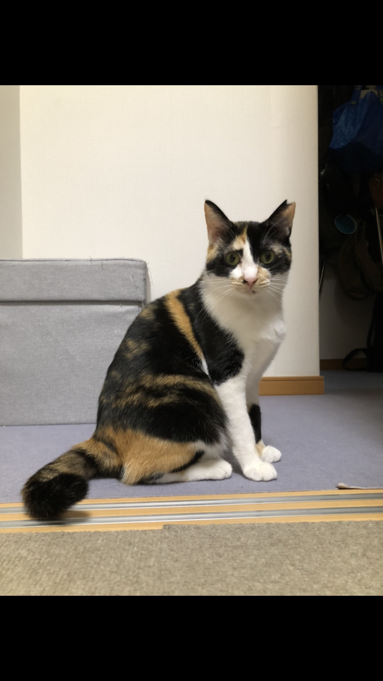 ●魅力的なボディーの三毛猫さん●