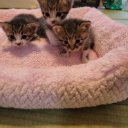 9月5日生まれの子猫(男の子1、女の子2)