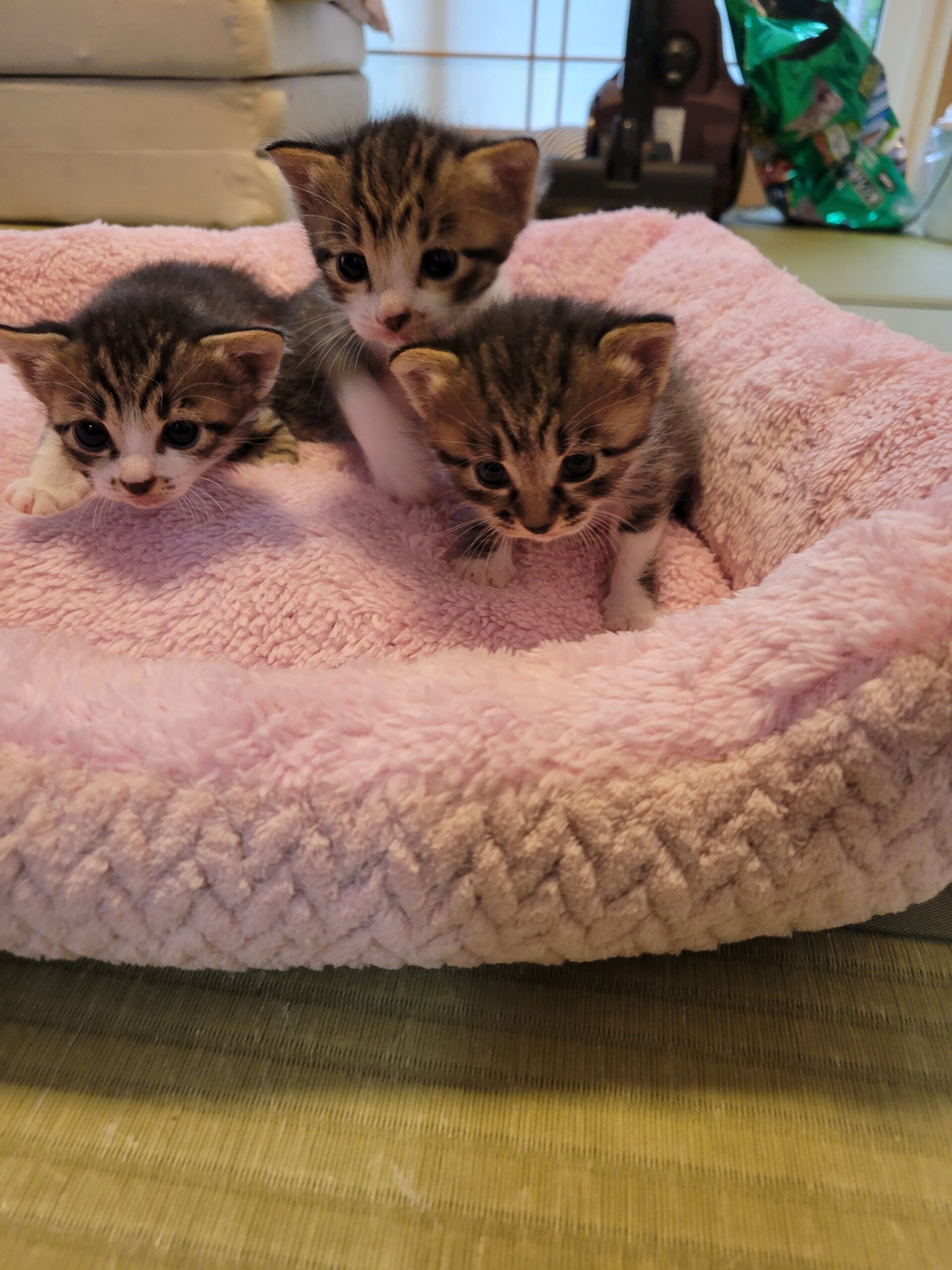 9月5日生まれの子猫(男の子1、女の子2)