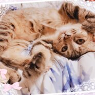 お家が決まりました❣️子猫らしく元気いっぱいの5ヶ月の女の子です