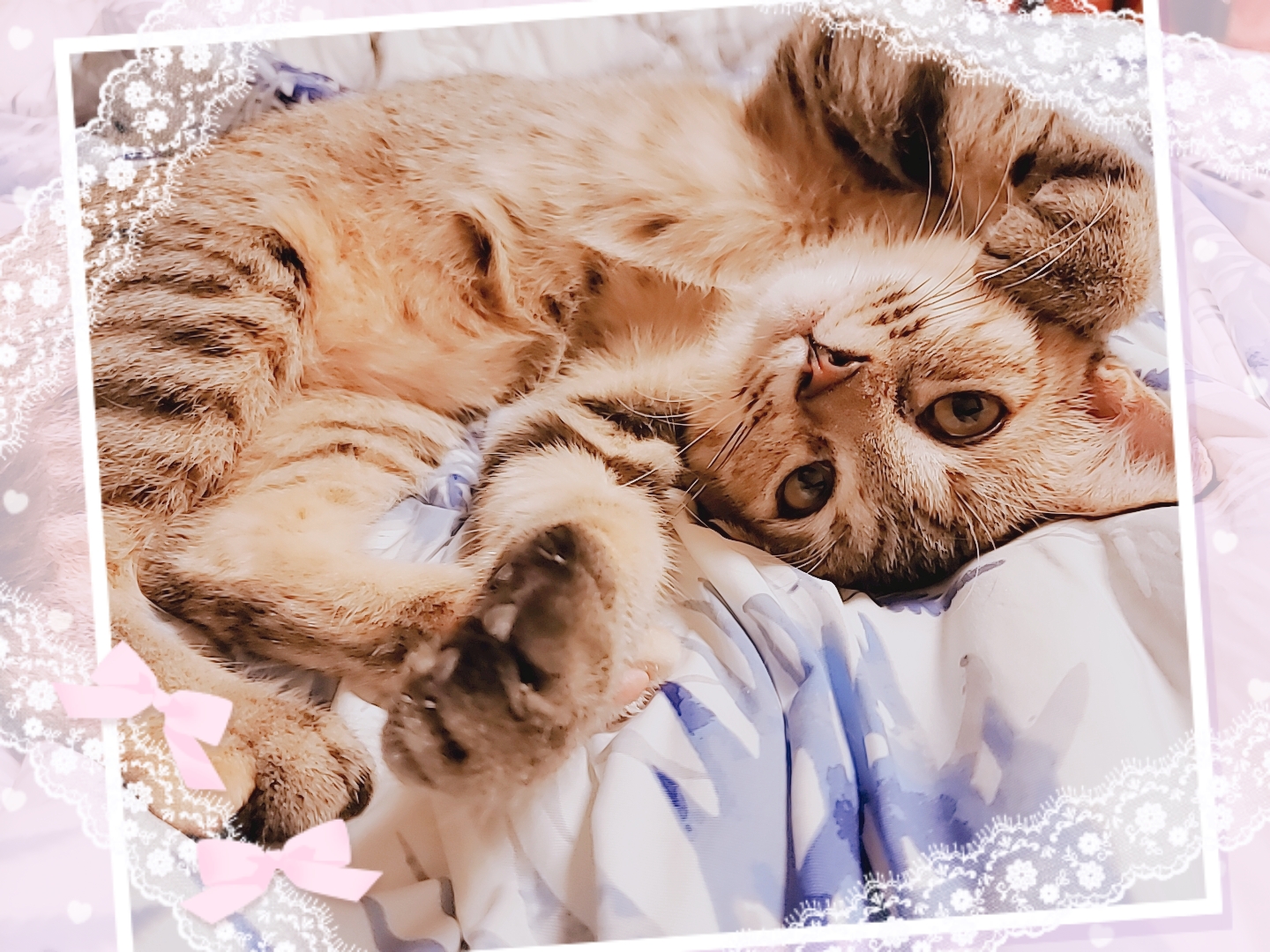 お家が決まりました❣️子猫らしく元気いっぱいの5ヶ月の女の子です