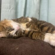 大人しくてモフモフな男の子