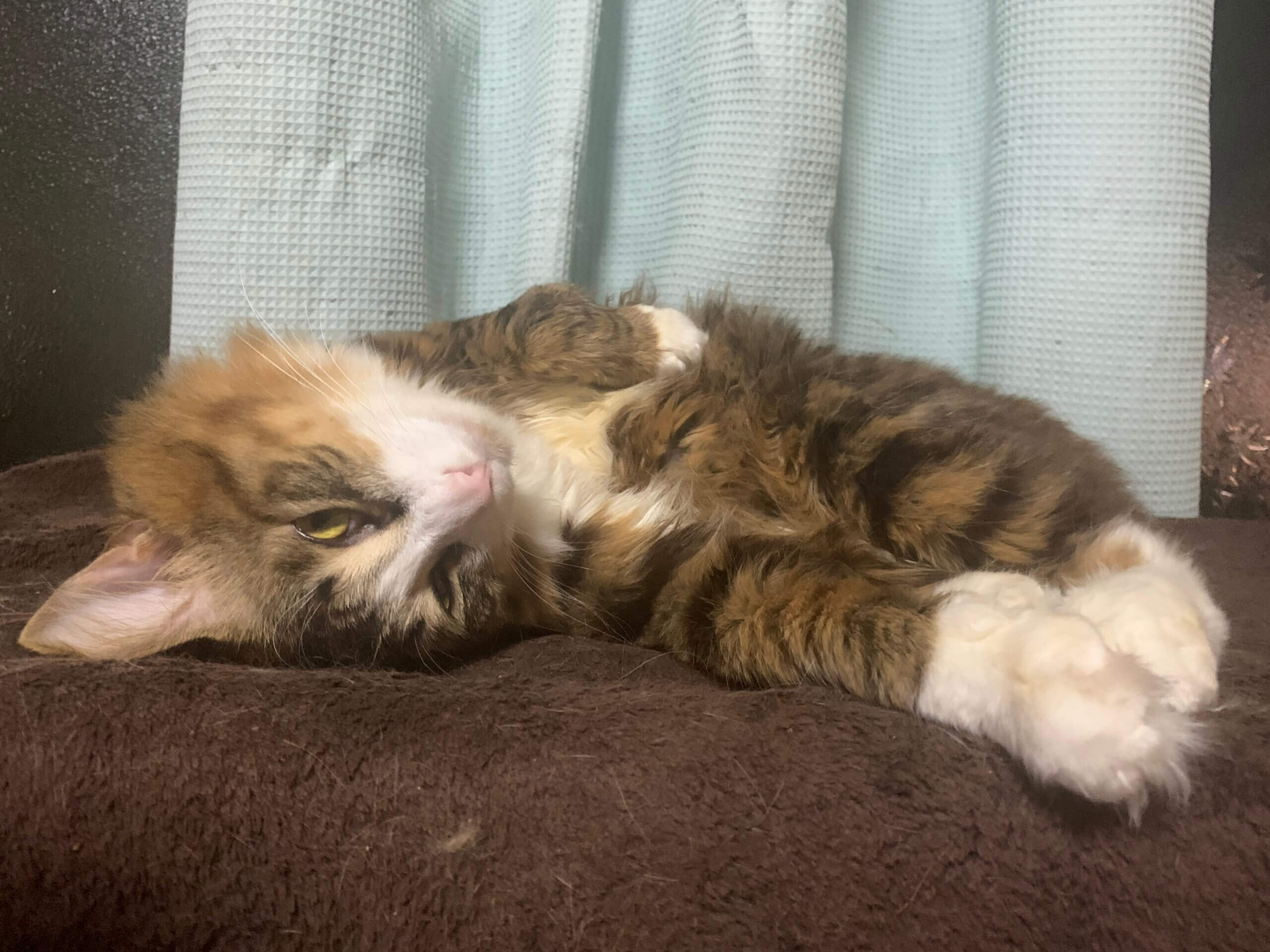 大人しくてモフモフな男の子