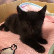キュートな黒猫子猫（男の子）です！