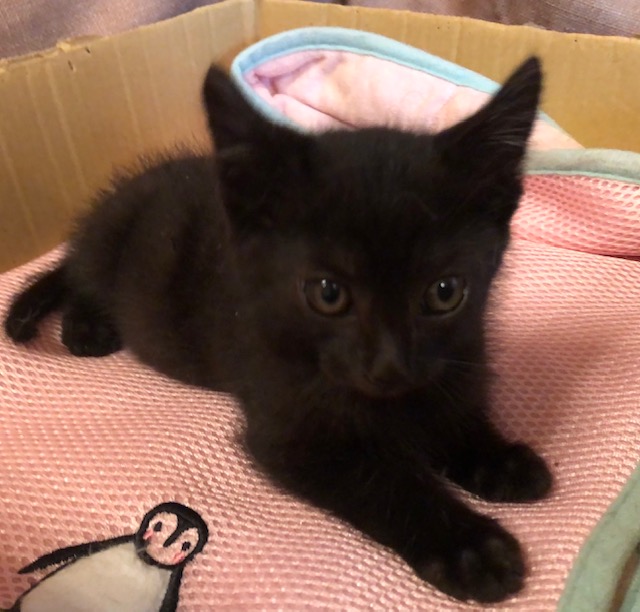 キュートな黒猫子猫（男の子）です！