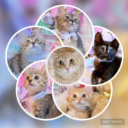 茂原市近郊にて預かりボランティアさん募集